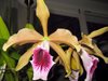 Laelia tenebrosa 'morimoto' x self 